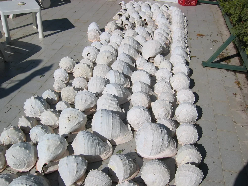 "Turned" shells
