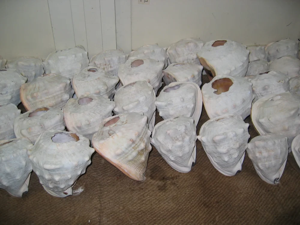 Step 1a "scoppatura"