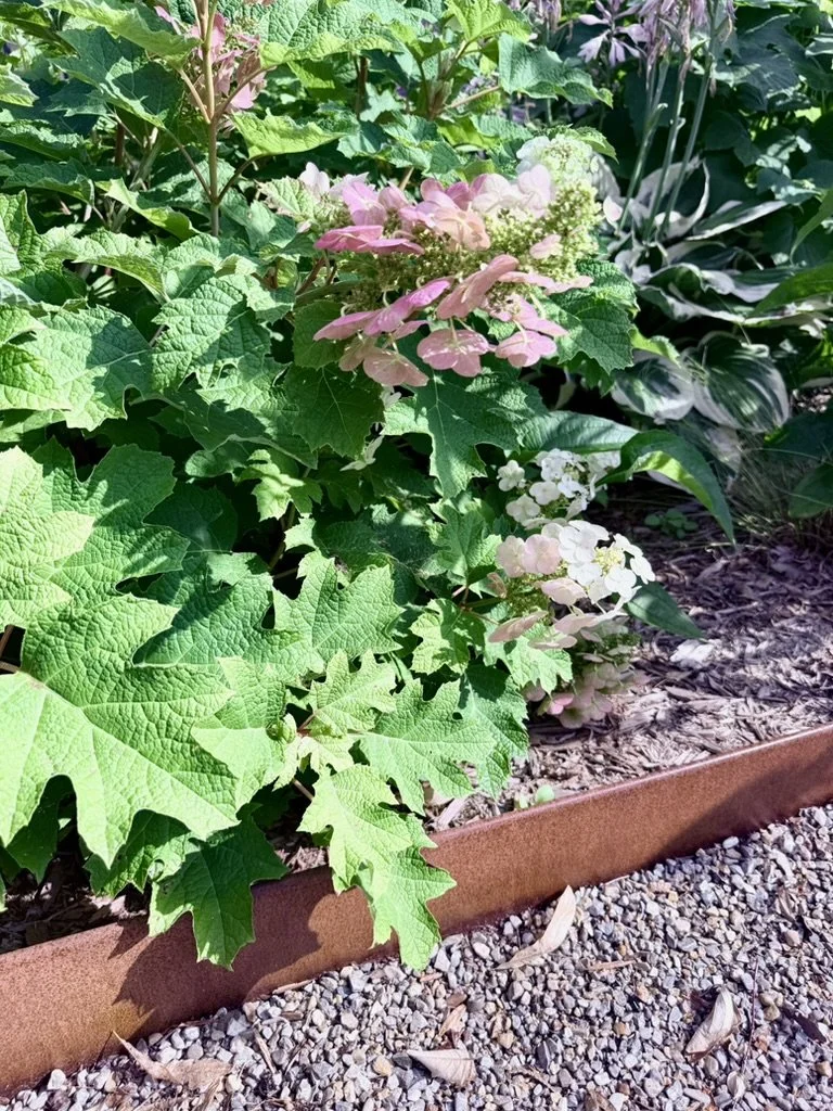 Corten steel edging under an Oak Leaf Hydrangea