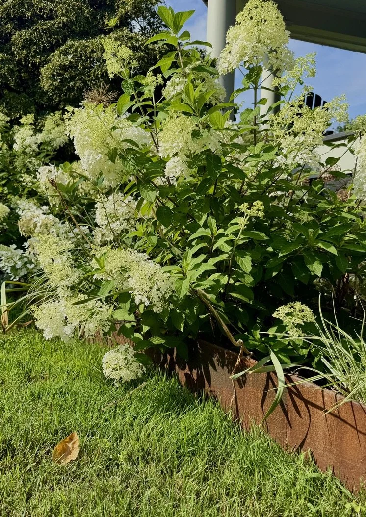 Corten steel edging under a Hydrangea