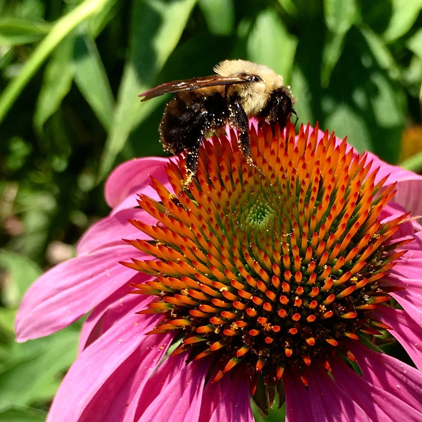 Echinacea with a bumblebee
