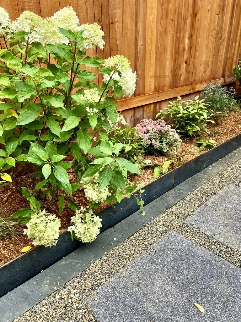 Gravel surrounding bluestone pavers, with corten steel garden edging