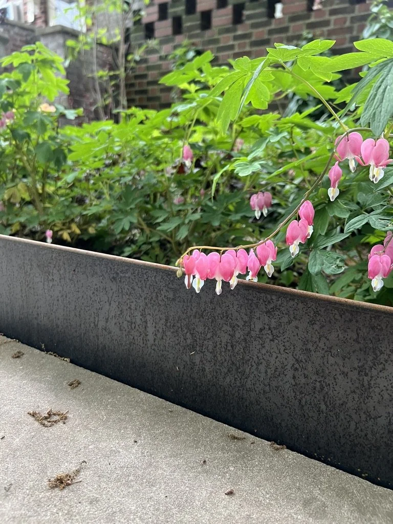 A Bleeding Heart flower spilling over corten steel edging