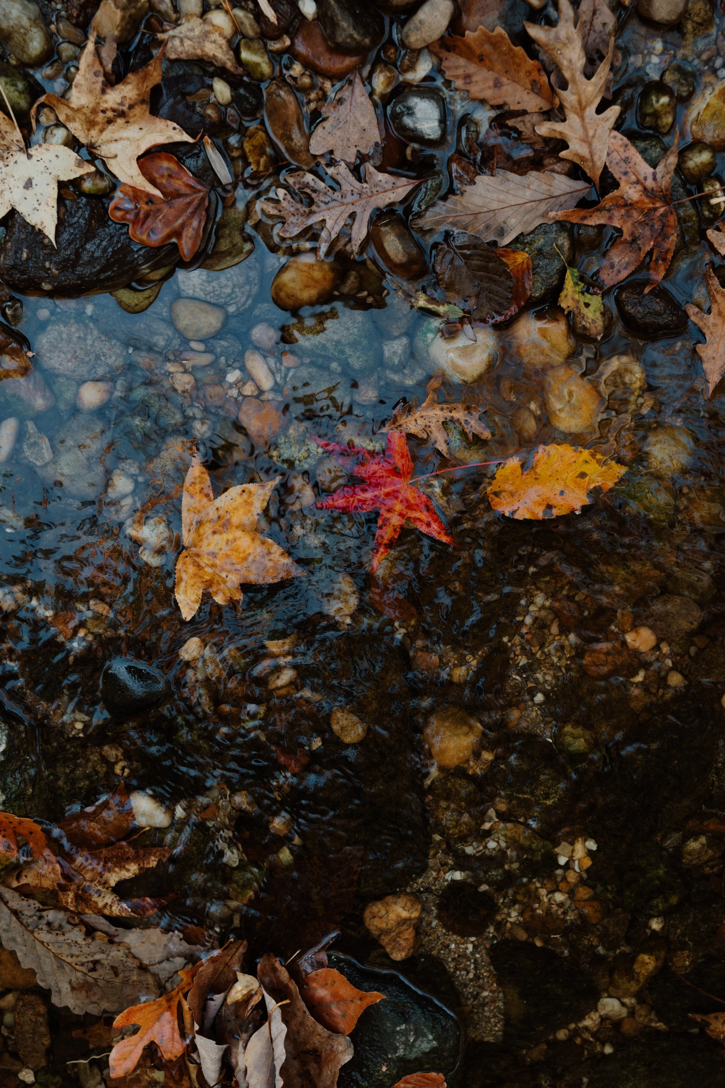 richmond virginia documentary style photographer families.jpg