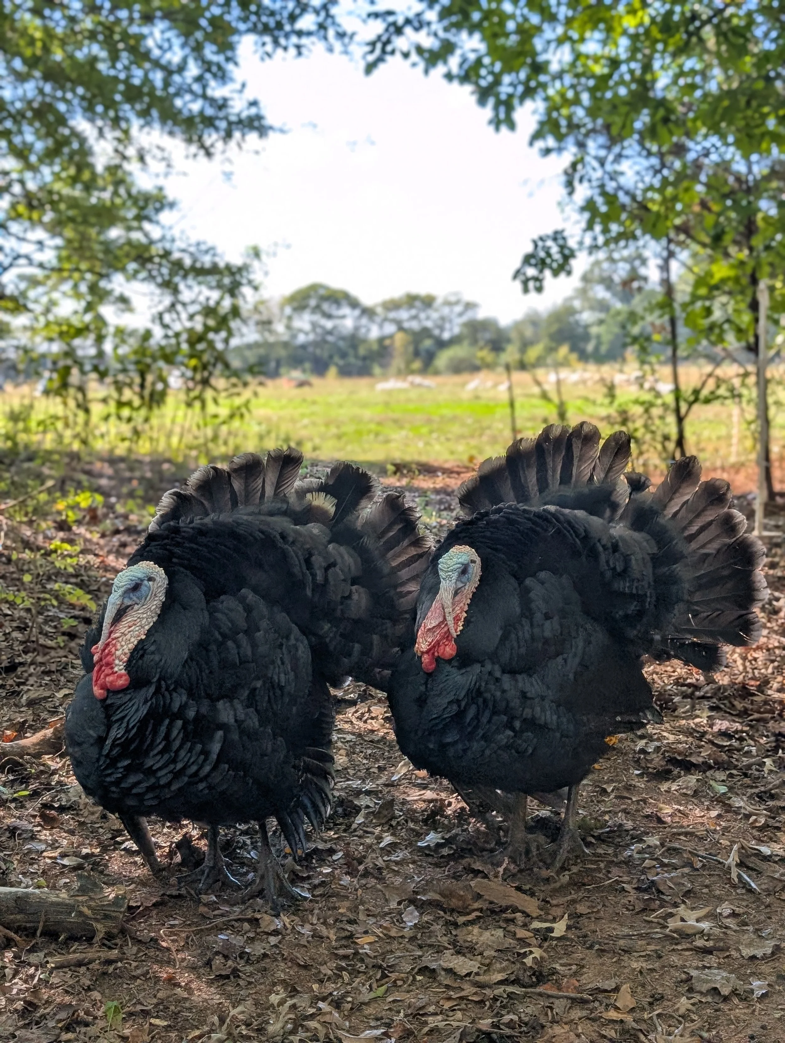 Gobbles.jpg