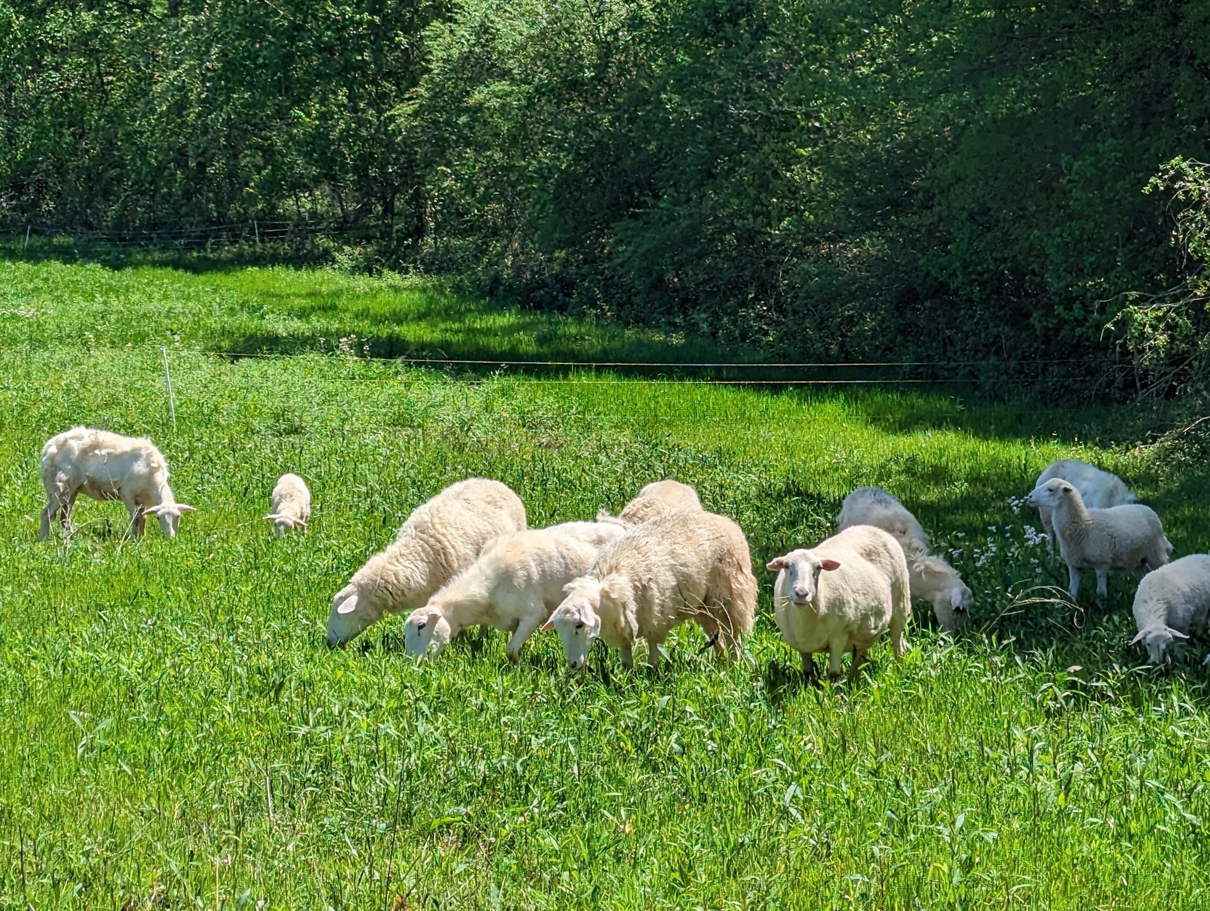 Whole Lamb (Deposit)