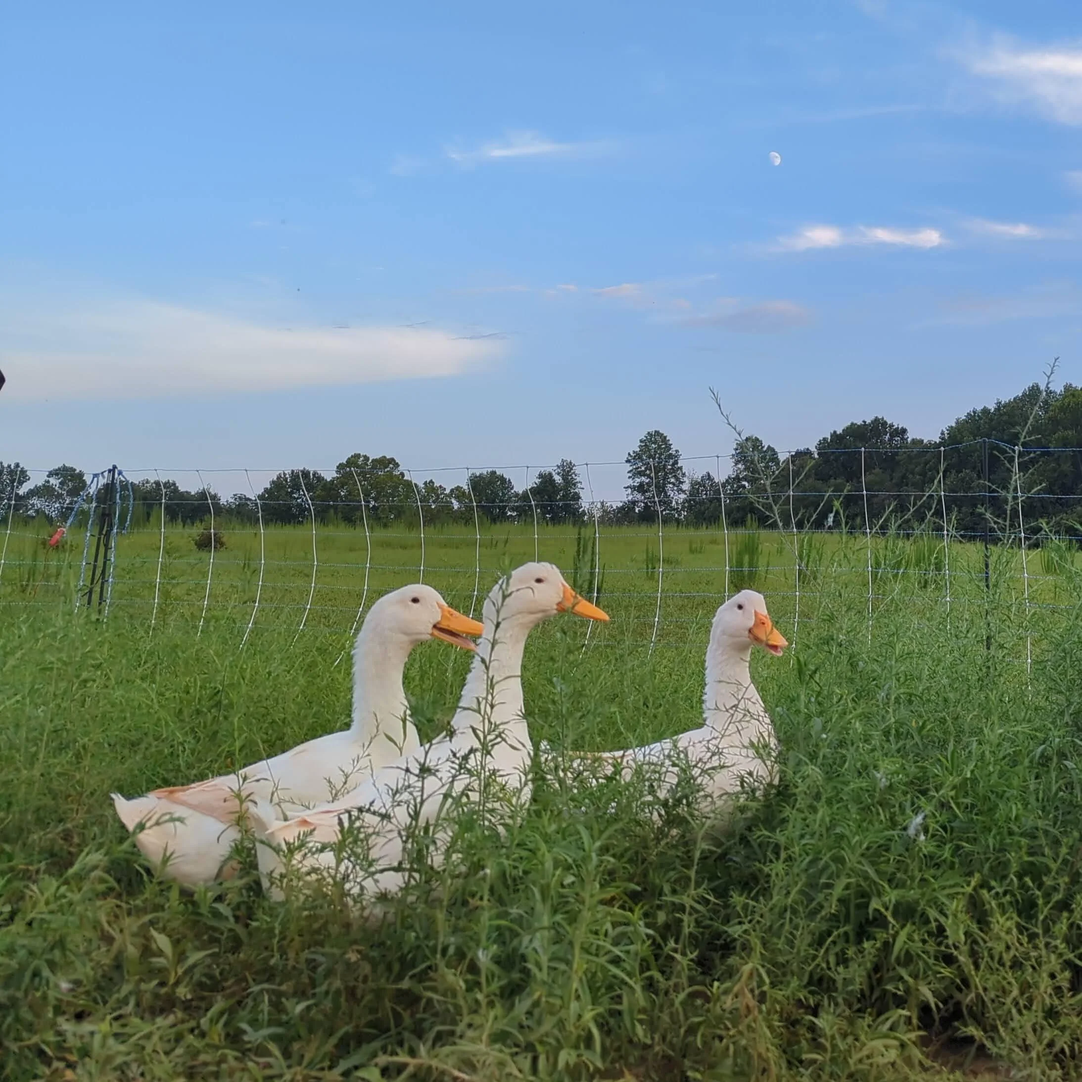 dlHAG.jpg (Copy) (Copy)