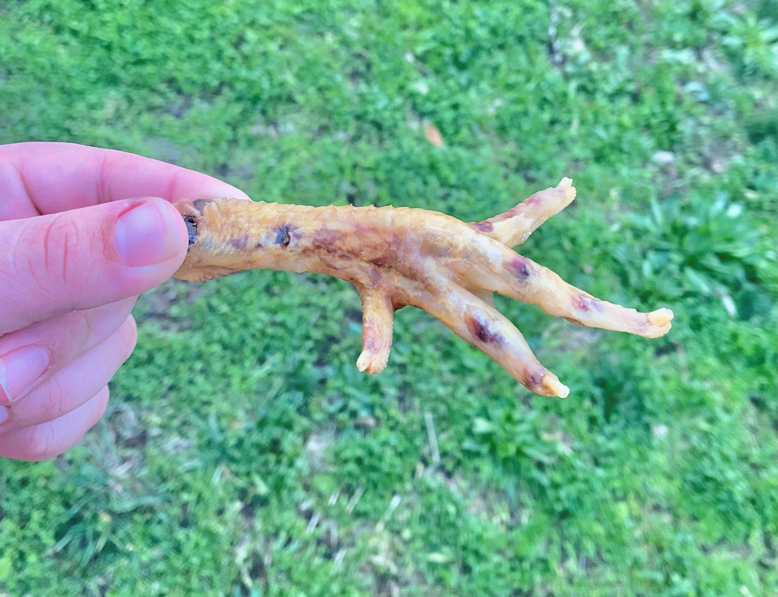 chicken feet.jpg