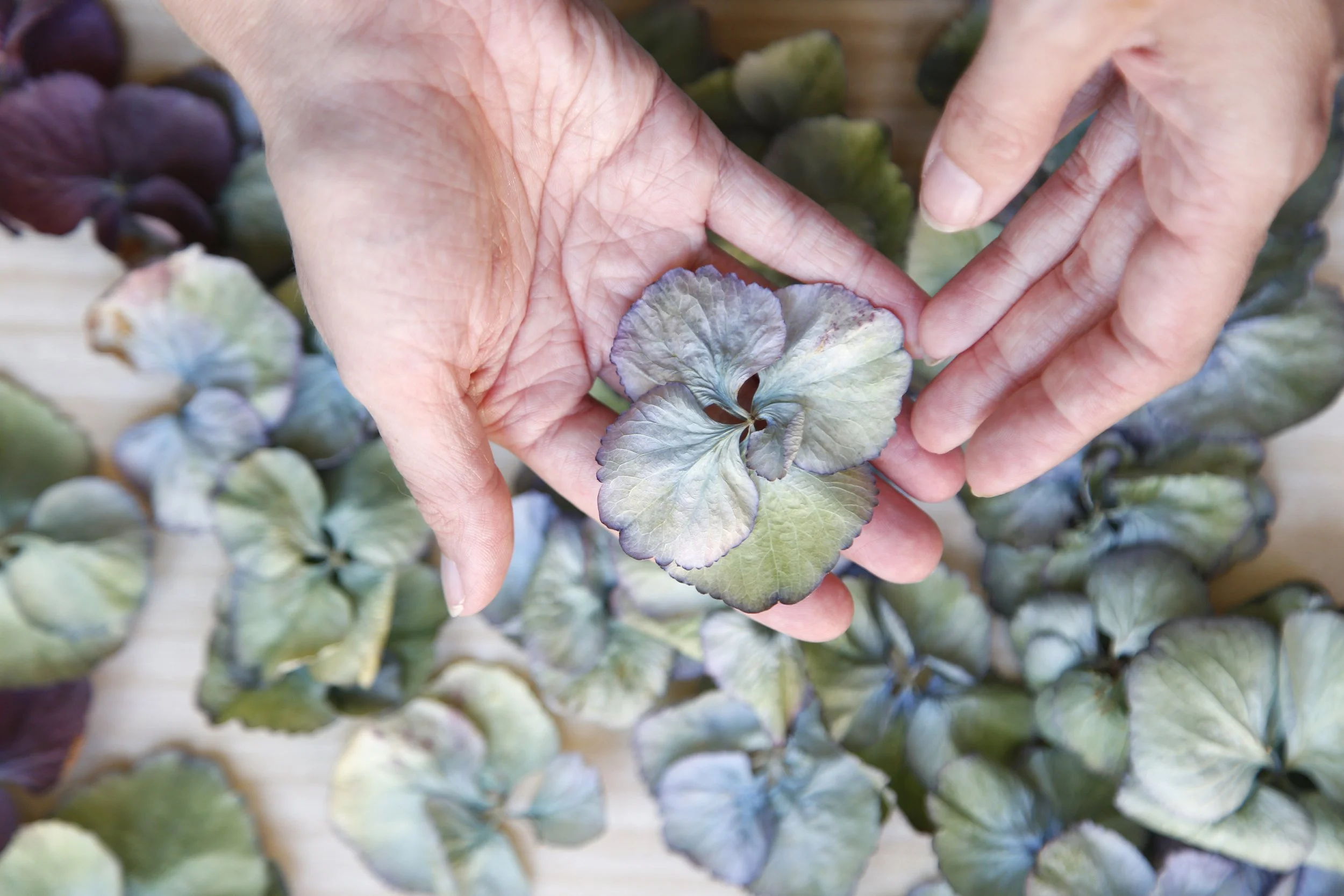 sechage fleurs-melissadiolot - melissa diolot.jpg