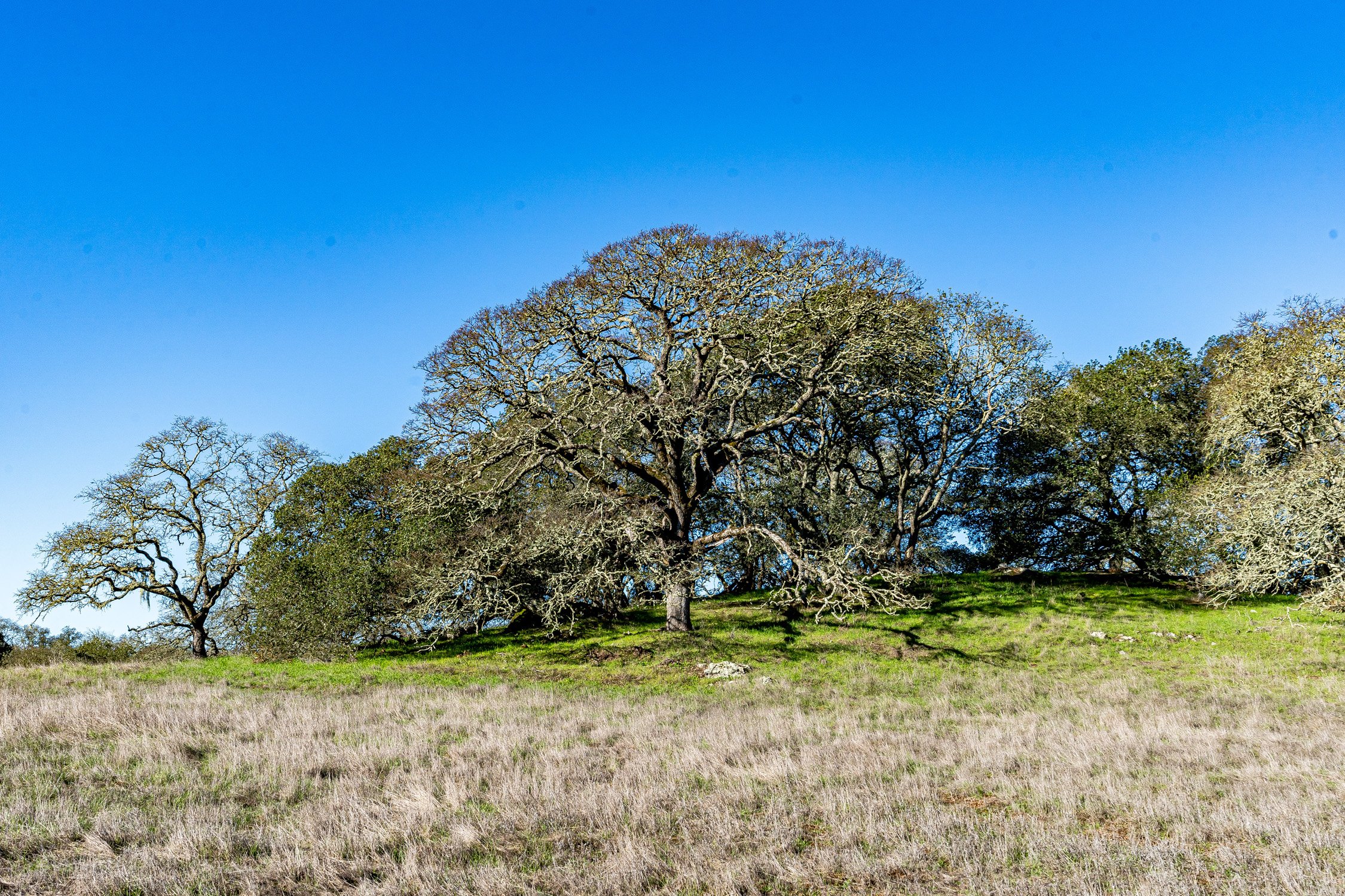 GALLERY — Montecito Heights