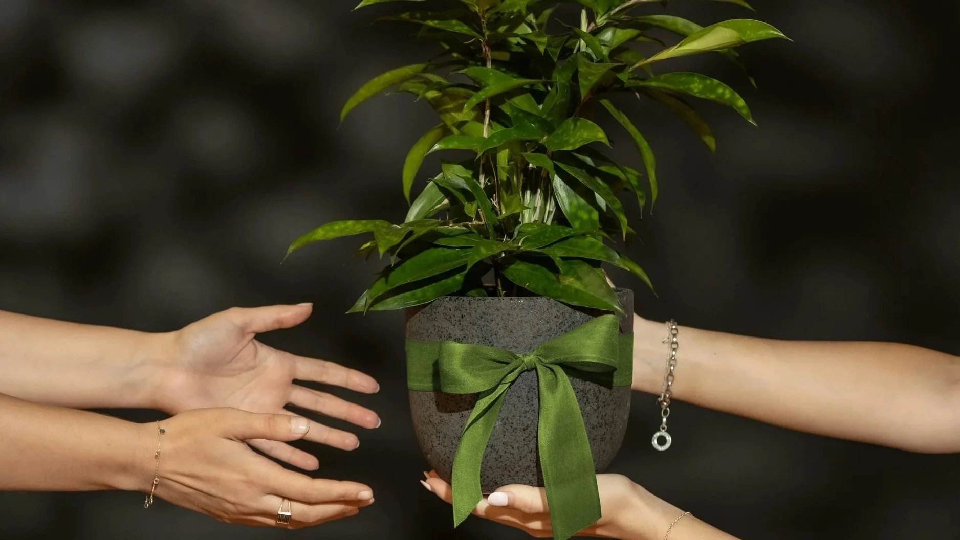 Plant Sale