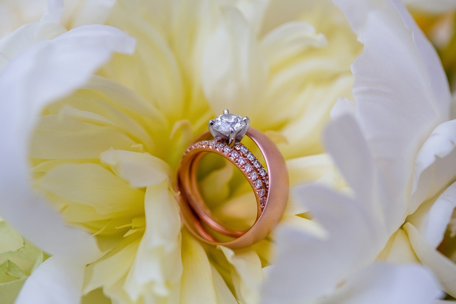 Wedding Rings on white flower