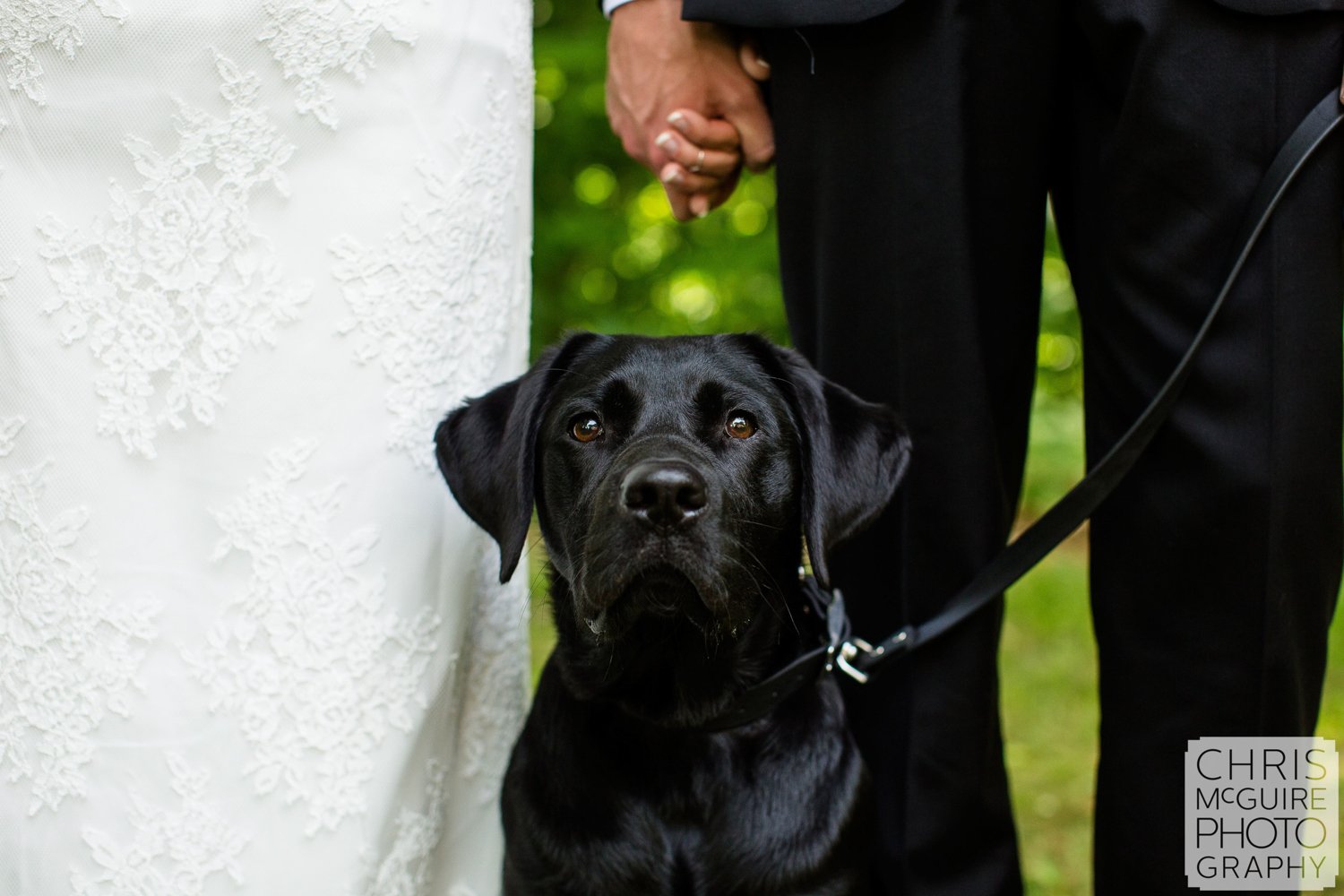 bride groom hands with black lab dog