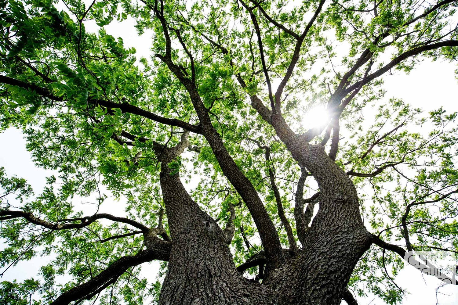 wedding tree