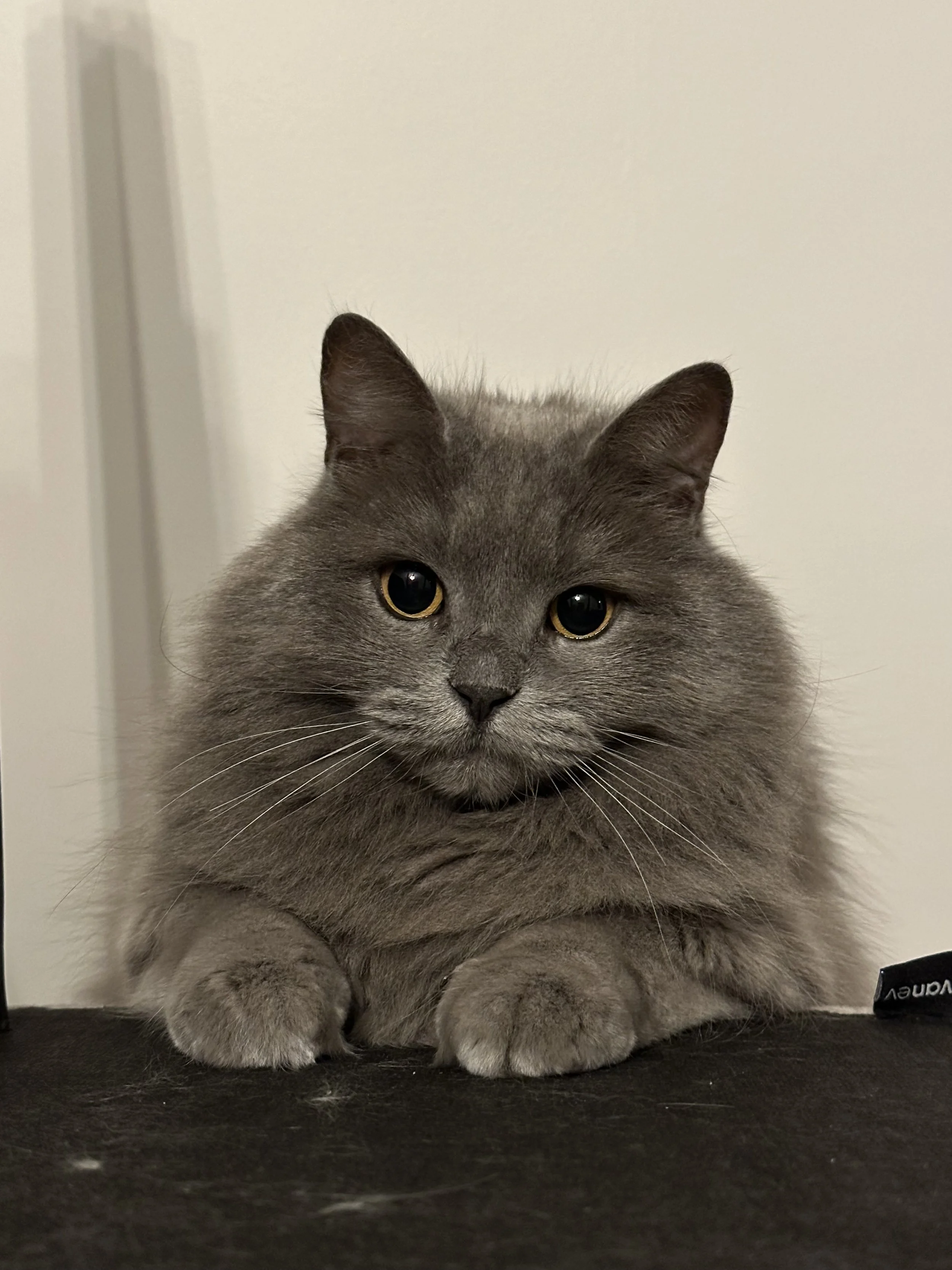 Mestan, office cat of Private Istanbul Walking Tours
