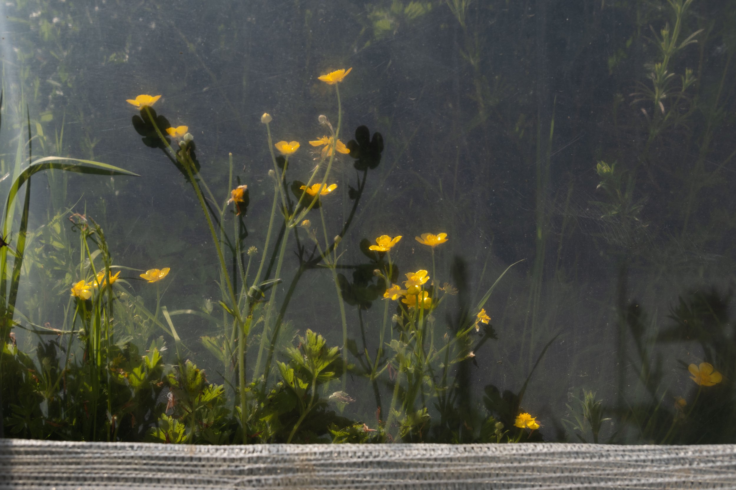Flowers grow beside a greenhouse on May 13, 2025.