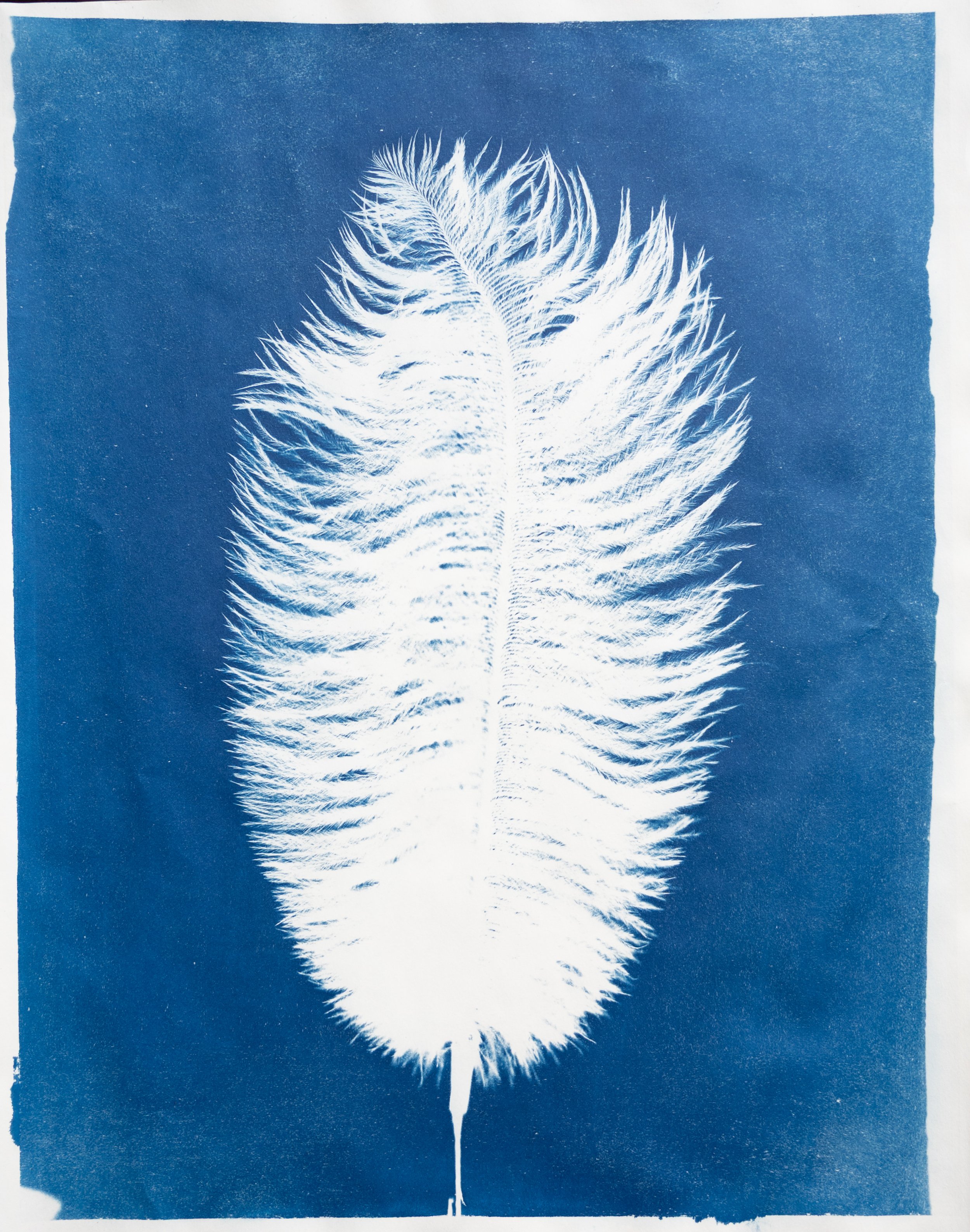 CYANOTYPE/ CIANOTIPIA