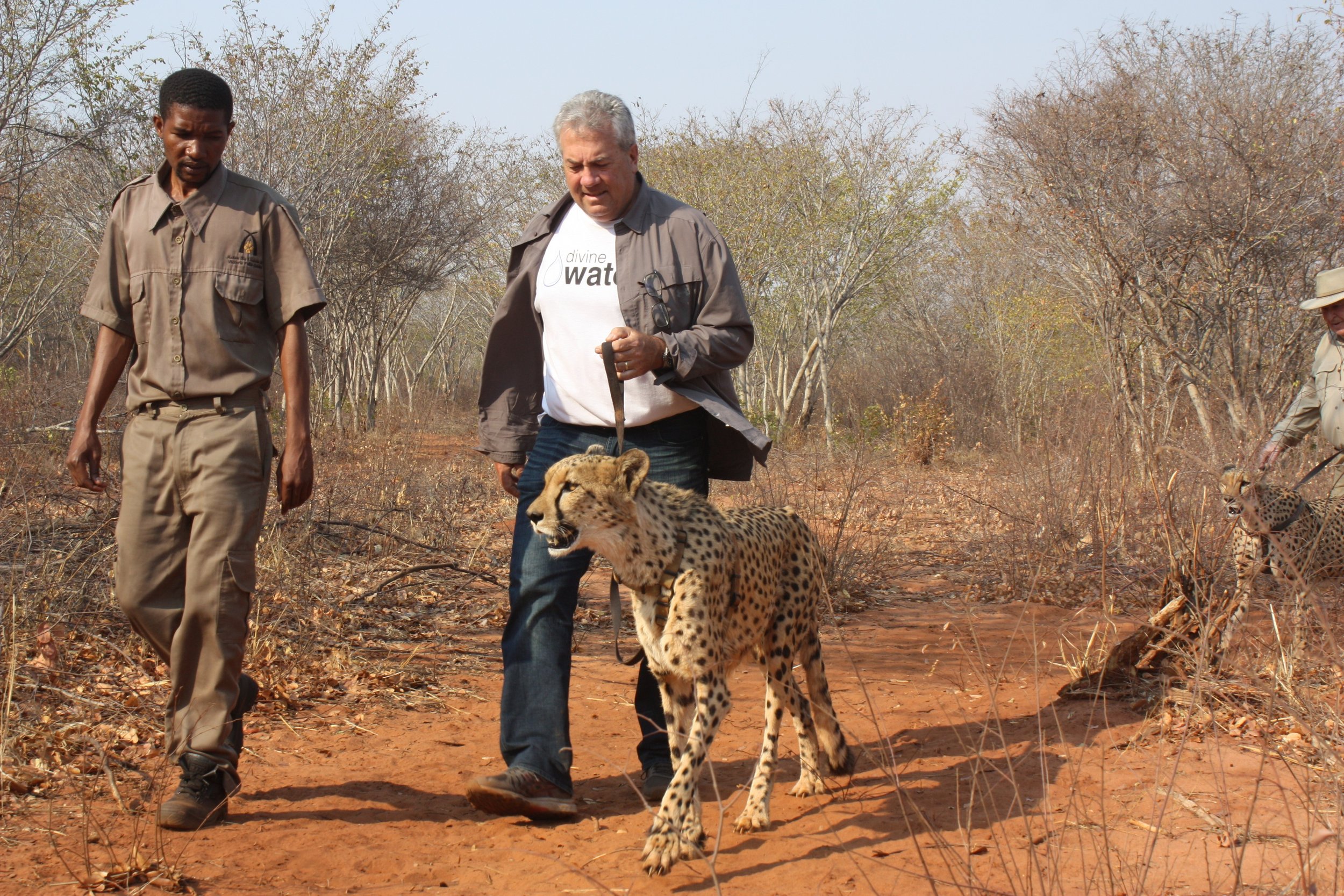 cheeta.jpg