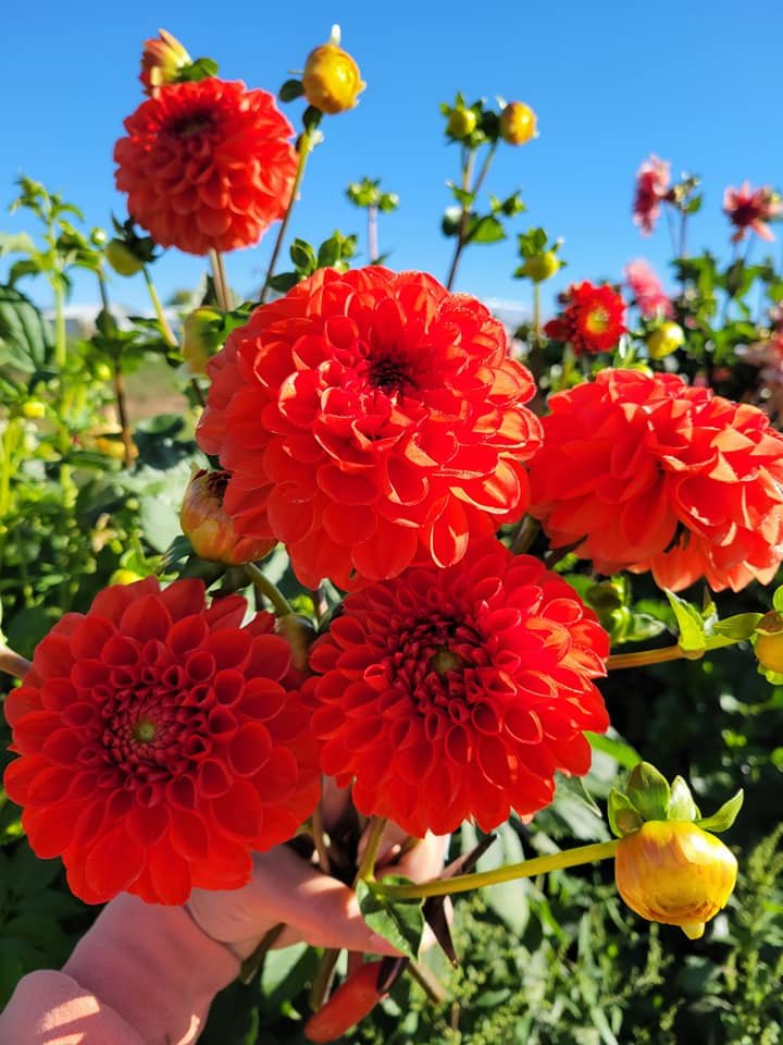 orange dahlia.jpg