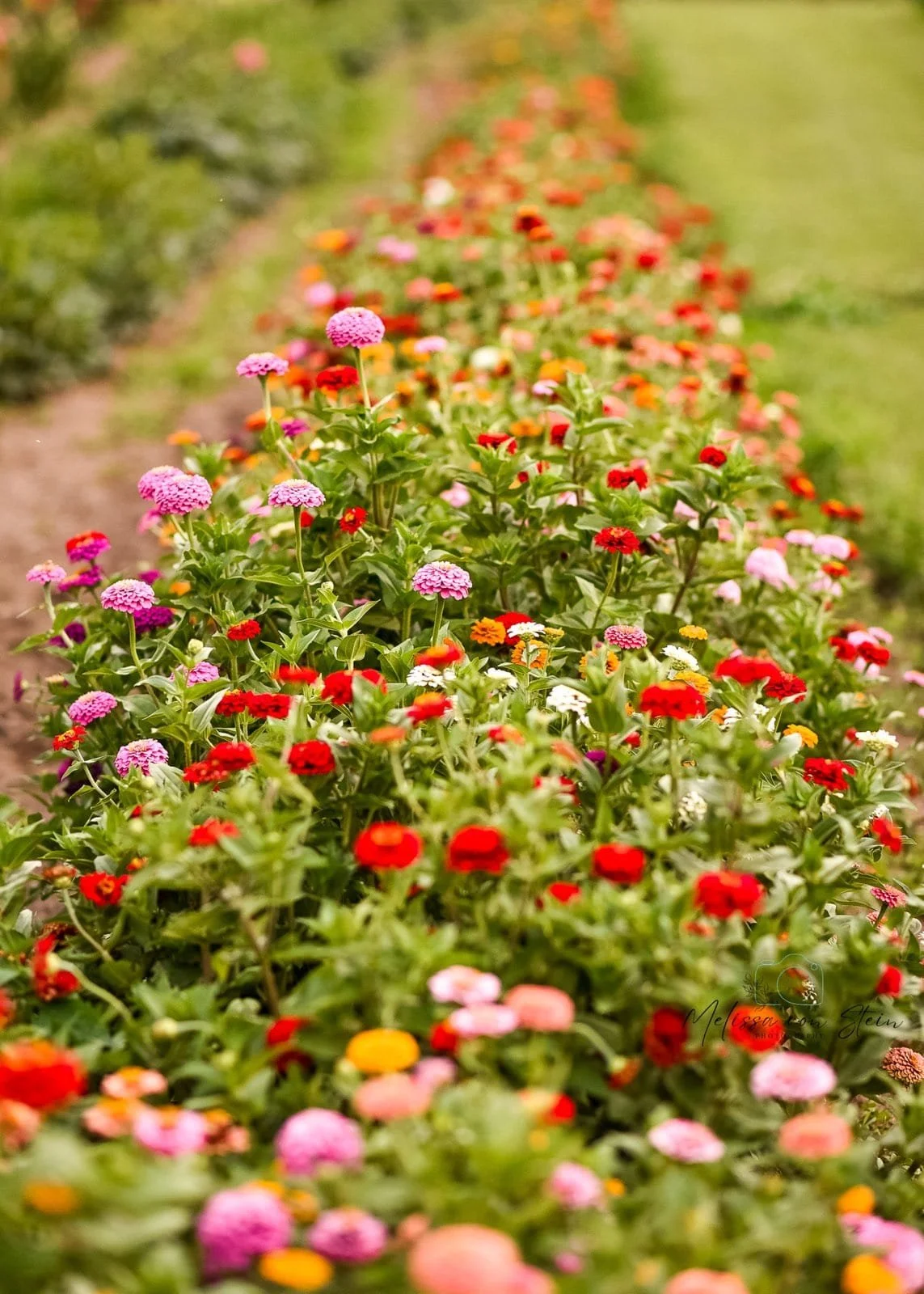 zinnias.jpg