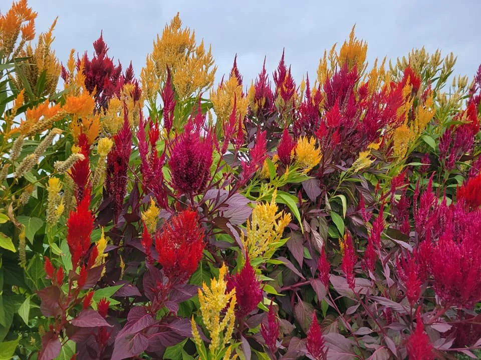 celosia.jpg