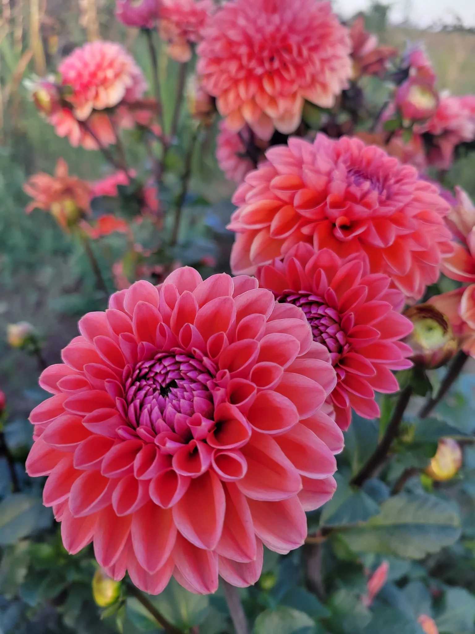 dahlia daisy duke.jpg