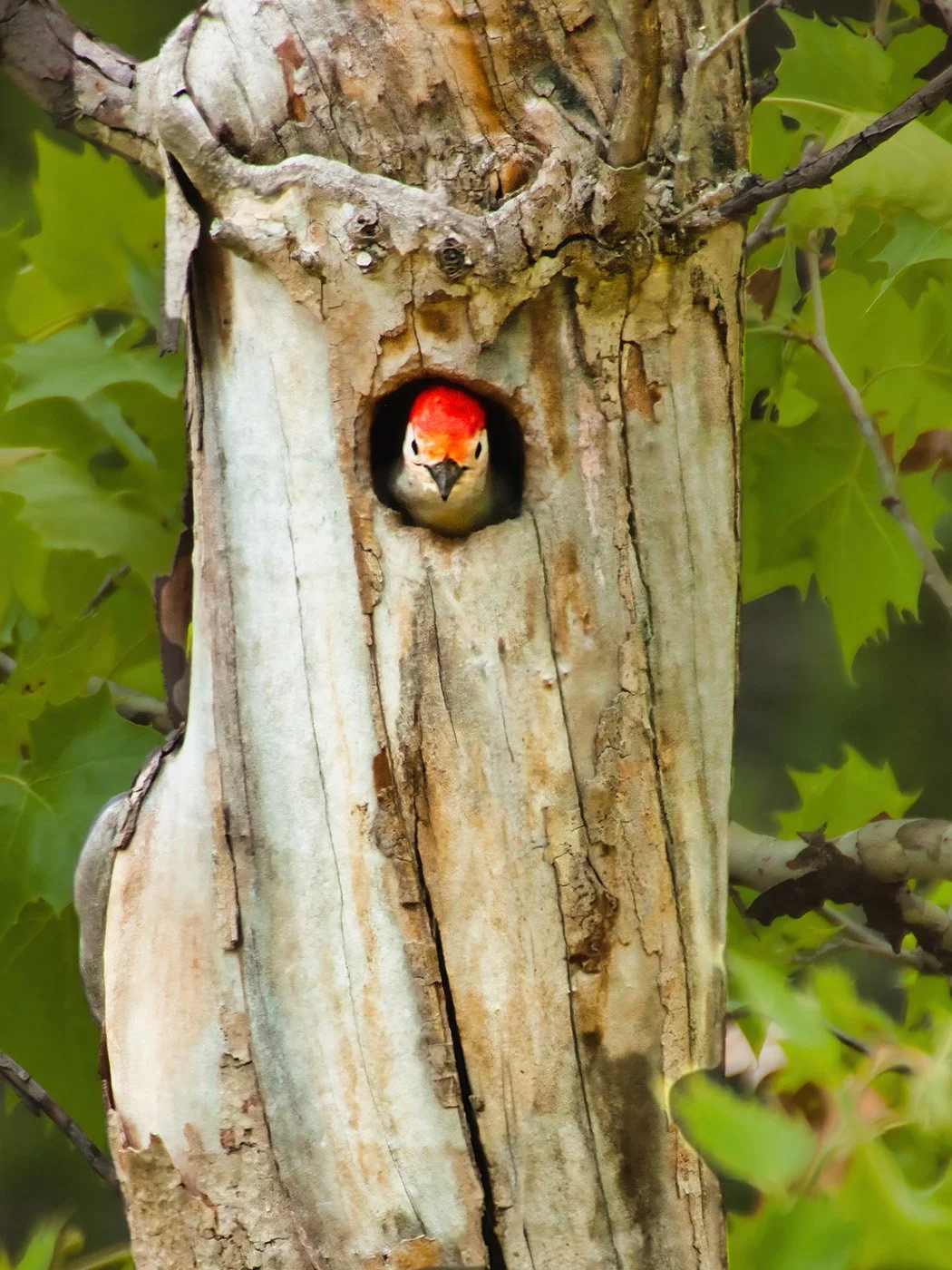 The Lookout - Red-headed woodpecker inside tree nest 05-2007_2625.jpg