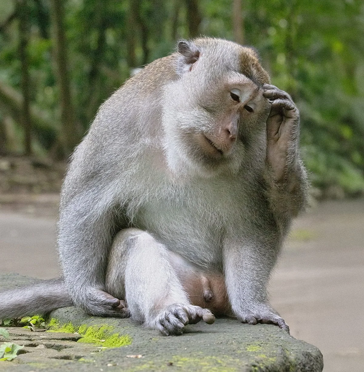 Reflection - long-tailed macaque monkey Forest, Ubud_Y0A2455.jpg