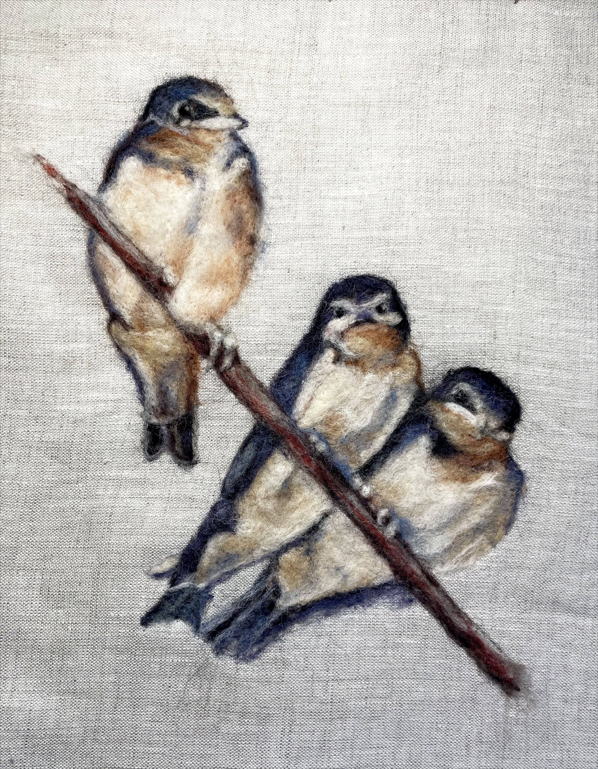 barn swallow3.jpg