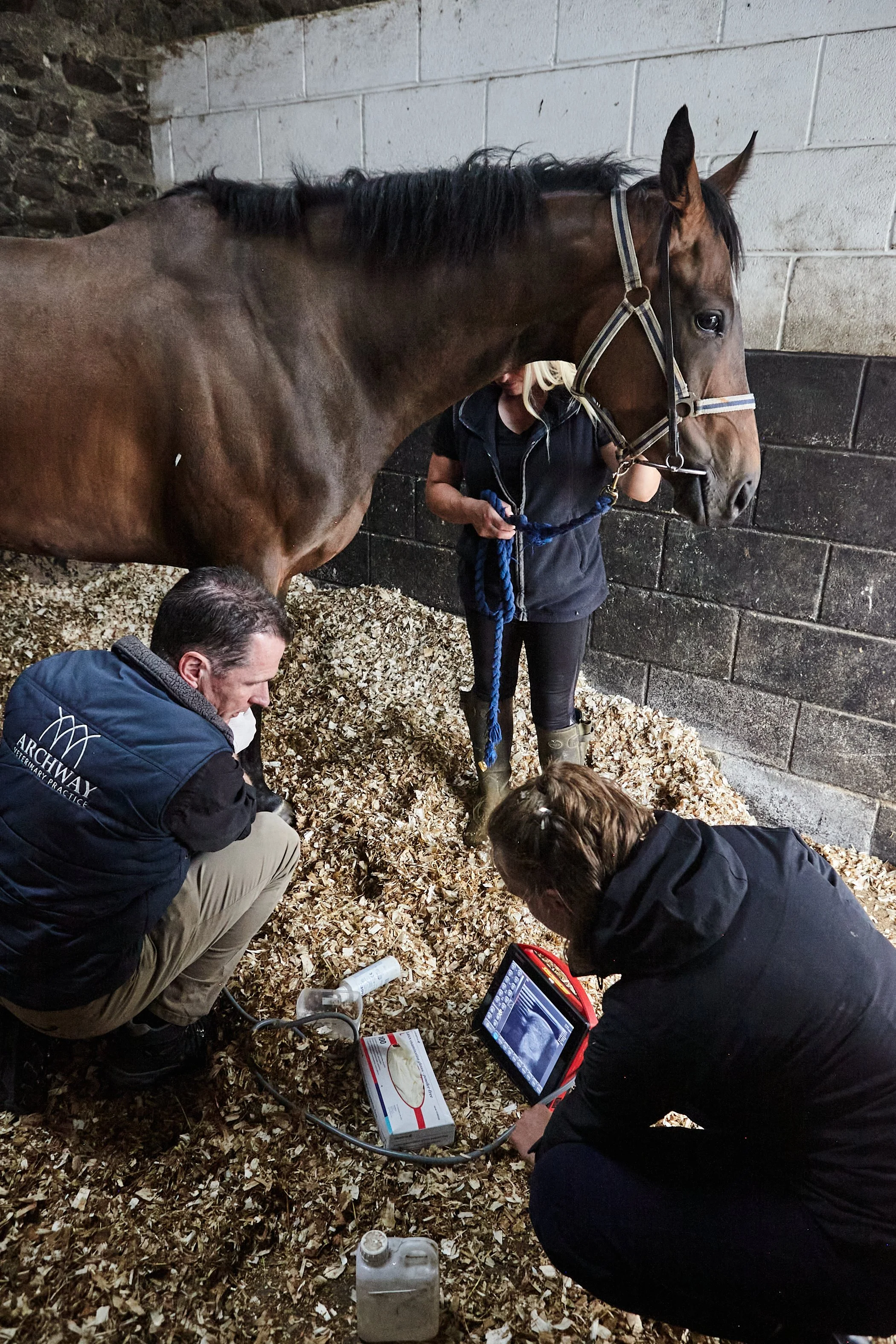 Equine veterinary care at Archway Vets