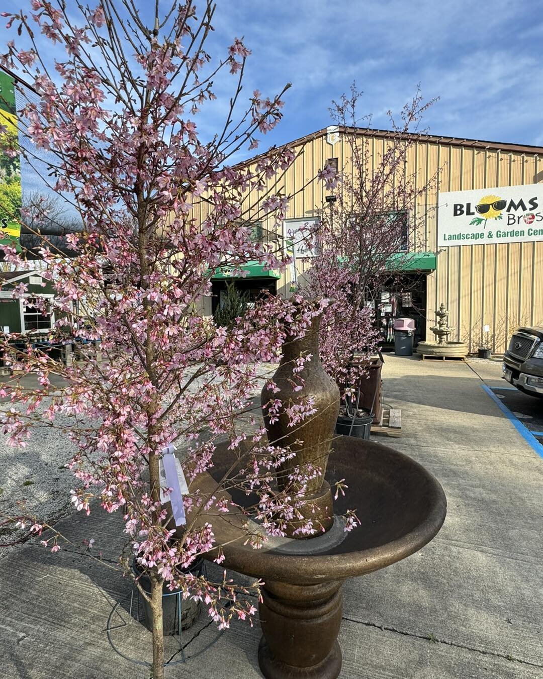 One of our fave first signs of spring&hellip;.the cherry trees are blooming! 🍒 🌳 
.
&ldquo;Okame&rdquo; Cherry is an early bloomer, easy to grow and suitable for a wide range of soil types. Plant this one where it can be seen and enjoyed on those e