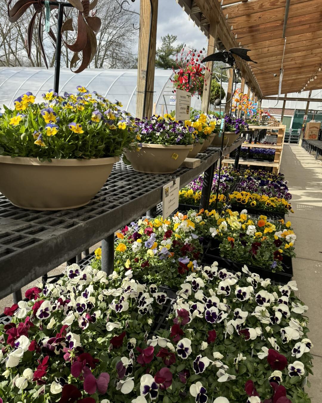 TGIF!
.
Come see us this weekend to grab your pansies, cold crop veggies, and early spring bloomers and get your spring started!
