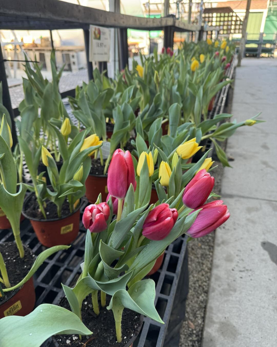 Ready for spring? It starts tomorrow and we have the prettiest spring planters to celebrate!
🌷🌿🌷
.
#firstdayofspring  #spring #springiscoming