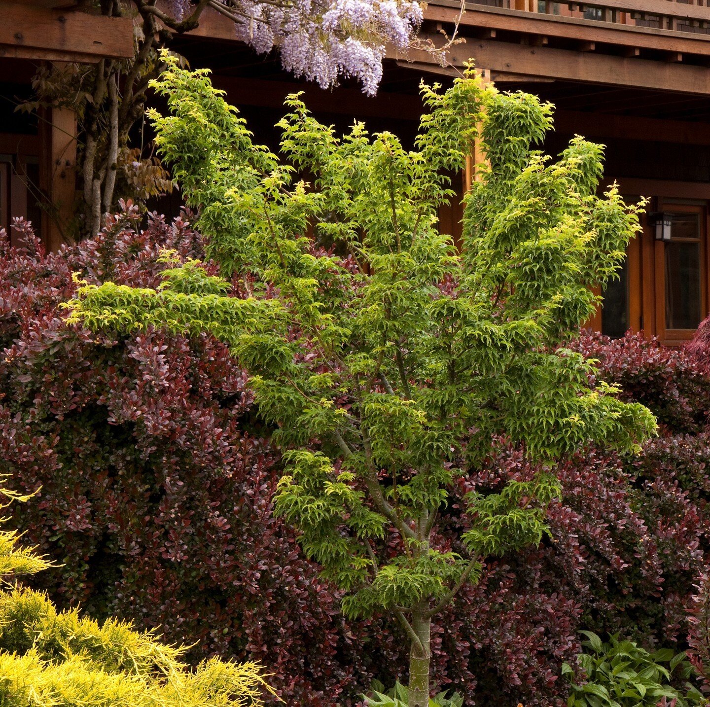 PSA to our fellow tree lovers: #ArborDay is coming up on April 26th! What will you do to celebrate? (You know our suggestion: #PlantATree!)

Shown: Shishigashira Japanese Maple from @MonroviaPlants.