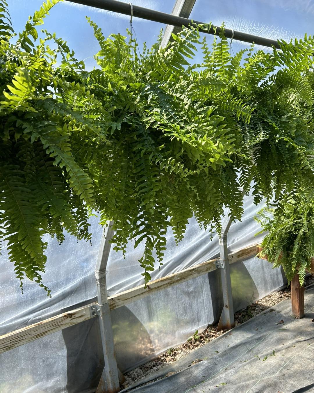 You&rsquo;ve been asking and we&rsquo;ve got them!
.
Ferns are in! 🌿🌿🌿
.
Huge beautiful Boston ferns for just $13.88, $13.50 for 3+