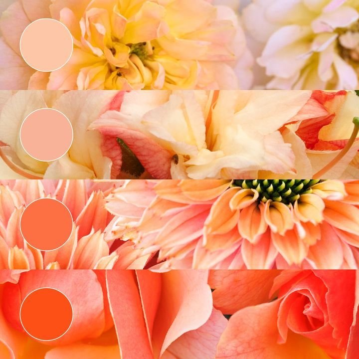 Peach is stealing the spotlight in the gardening world, and we're loving every moment of it. Whether it's in the form of dainty flowers or big luscious blooms, this soft and serene hue adds elegance to any garden. 🍑

@MonroviaPlants created this col