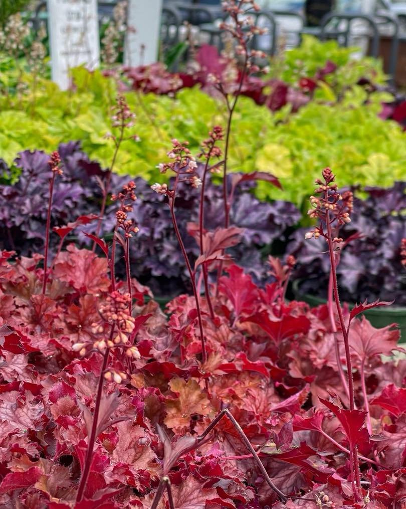 So gorgeous and ready for your shady spots! 😎
.
Coral bells in all the colors are available in our nursery now. Plant along edges of your perennial garden for easy depth and color.