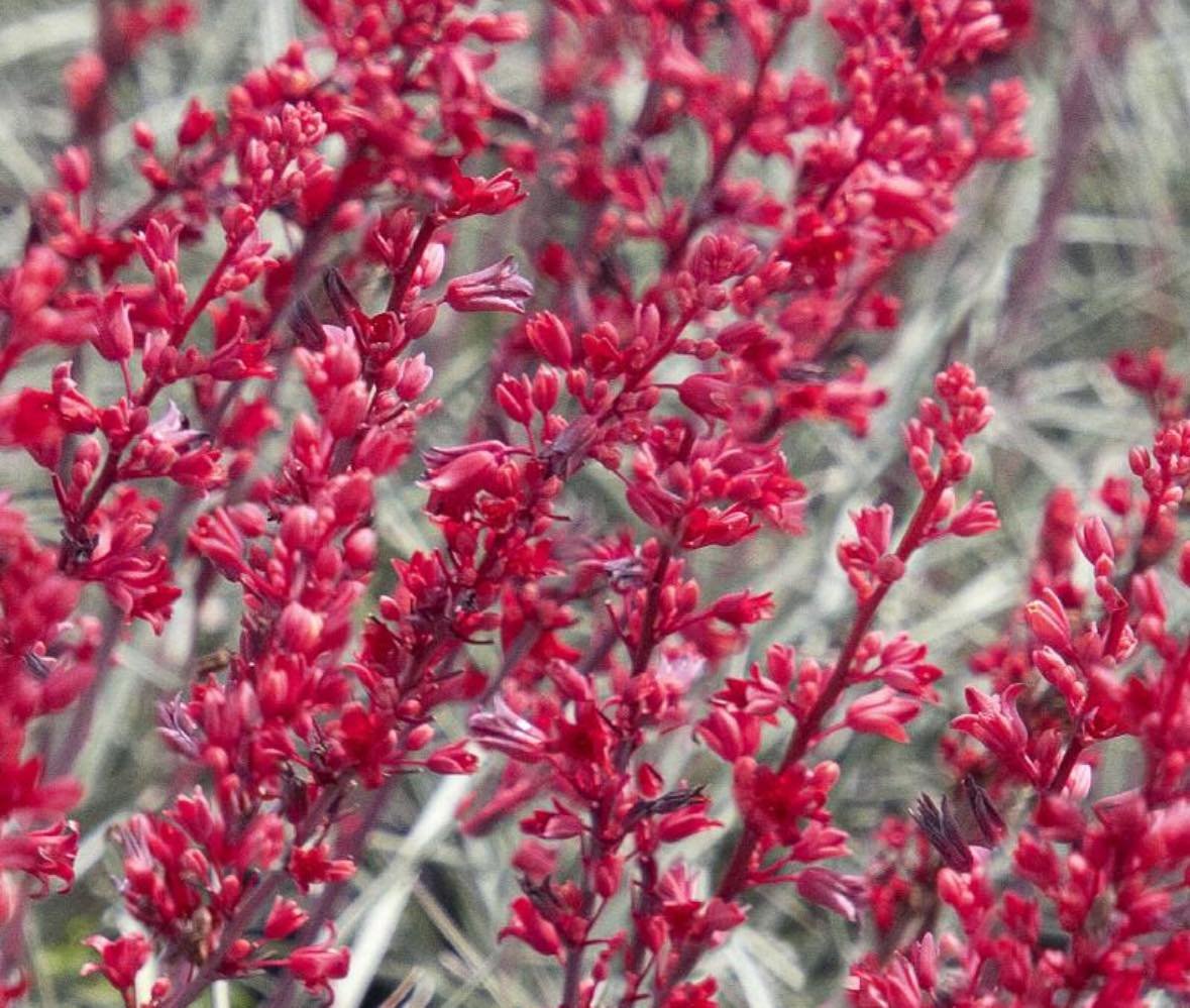 New in the nursery, &ldquo;Brakelights&rdquo; red yucca features vibrant red blooms and prolific flowering over a long flowering season. 🚨🚨🚨
.
Use in mass plantings for a dramatic effect and also works well as a container specimen.