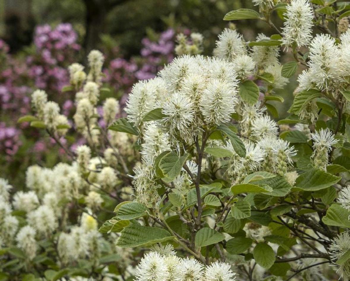 Looking for a unique shrub to add to your landscape?
.
Mt. Airy fothergilla is a unique shrub with fragrant bottle brush flowers in spring and spectacular fall color.