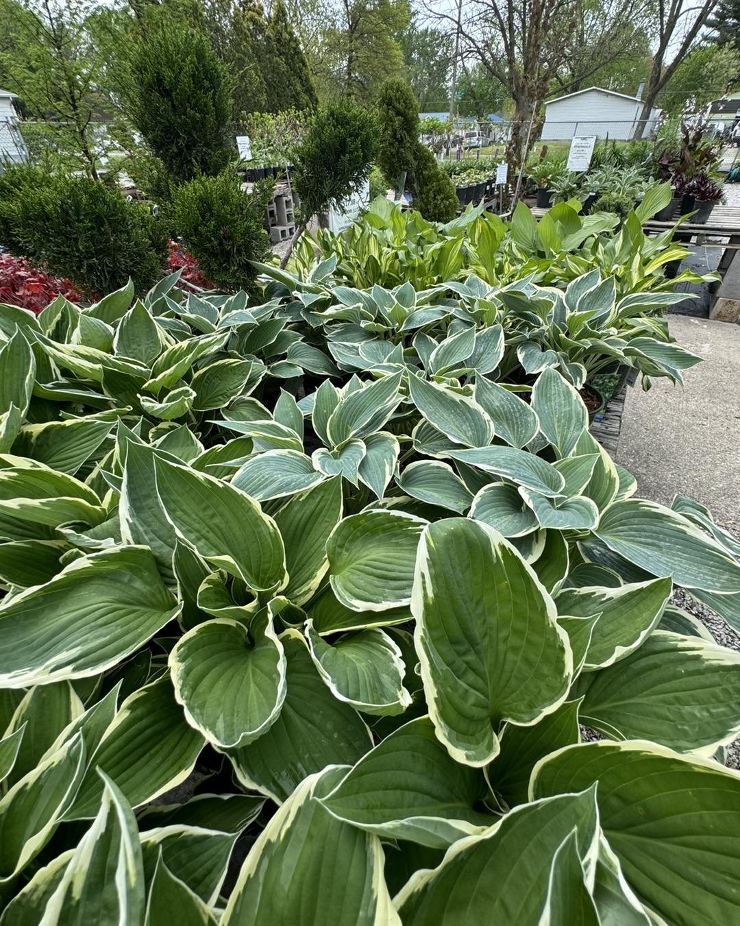 We&rsquo;re throwing&rsquo; shade with 20 varieties of hosta in stock now. 😎
.
Our professionals would love to help you find the perfect one for your landscape!