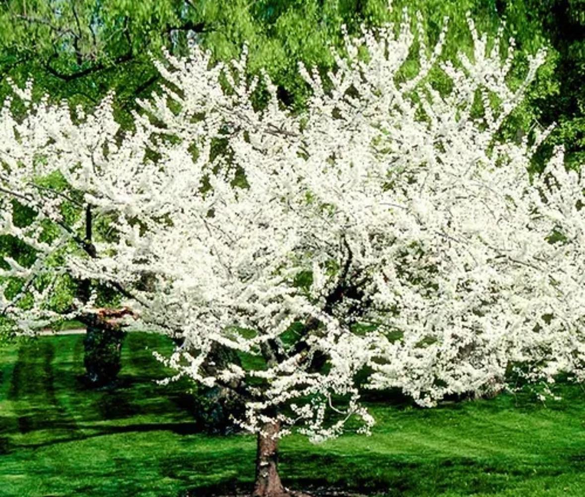 A real harbinger of spring, Royal White redbud is a stunning specimen to start the season. 
.
Adaptable and smaller in size, this one looks great when planted alone or grouped near spring pink flowering trees.