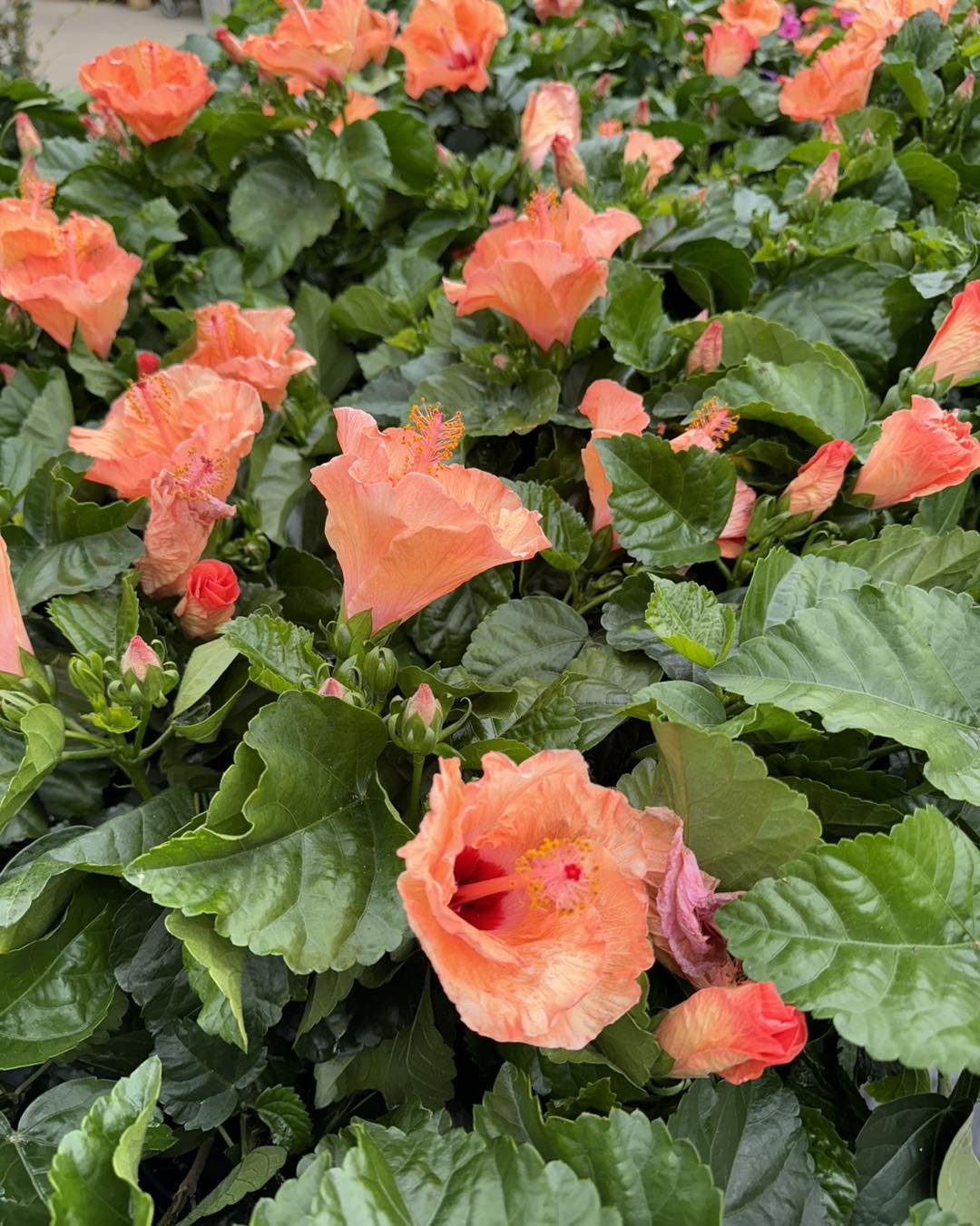Just in time of the weekend, fresh loads of tropical bloomers are in!
.
We have gorgeous mandevilla and hibiscus in several sizes and colors. 🌺🌺🌺