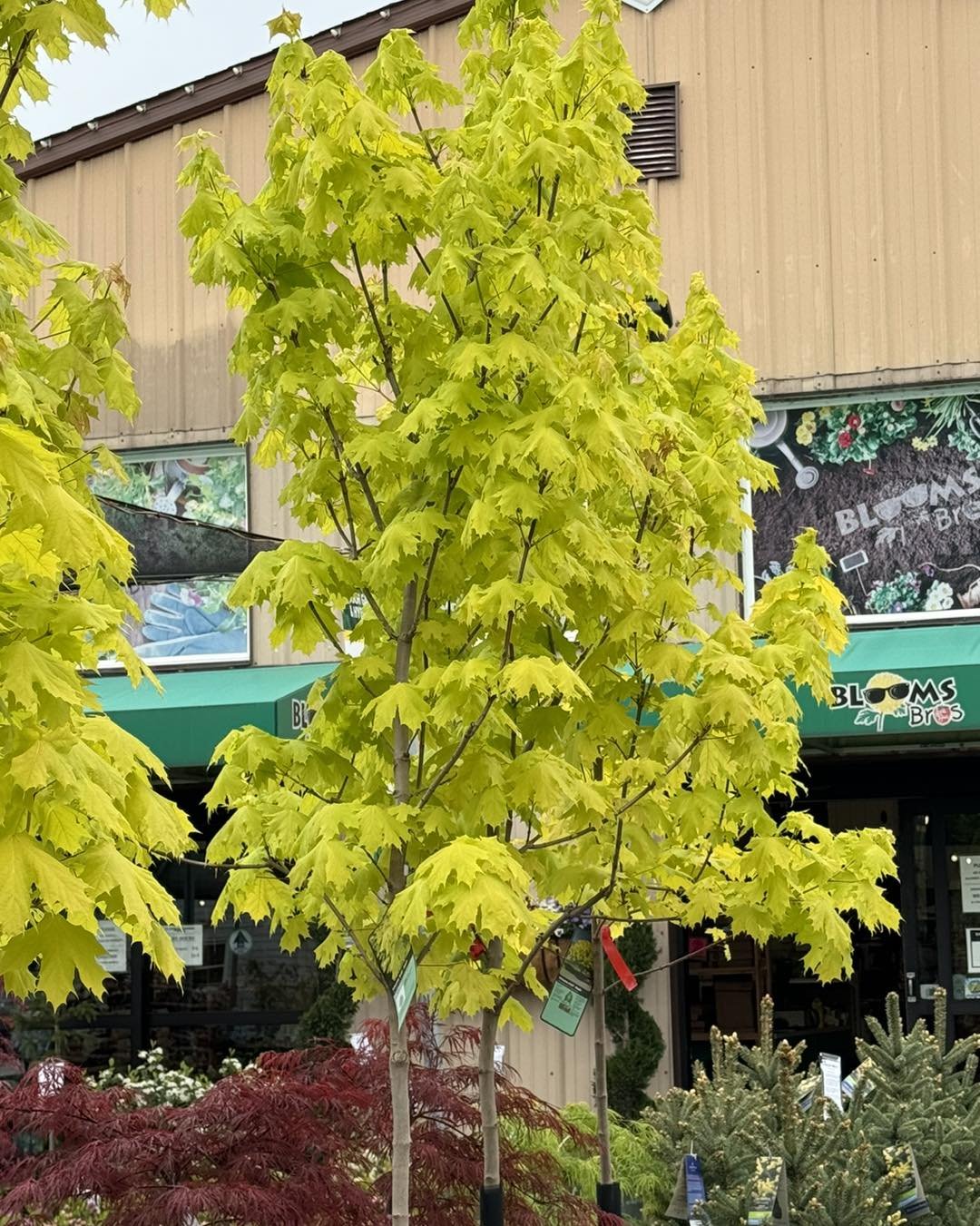 Planning to add trees to your landscape this year?
.
We are loving this stunning &ldquo;Princeton Gold&rdquo; maple! It has a smaller stature than other maple varieties and clearly shows off with its brilliant color!
.
#mapletree  #shoplocal