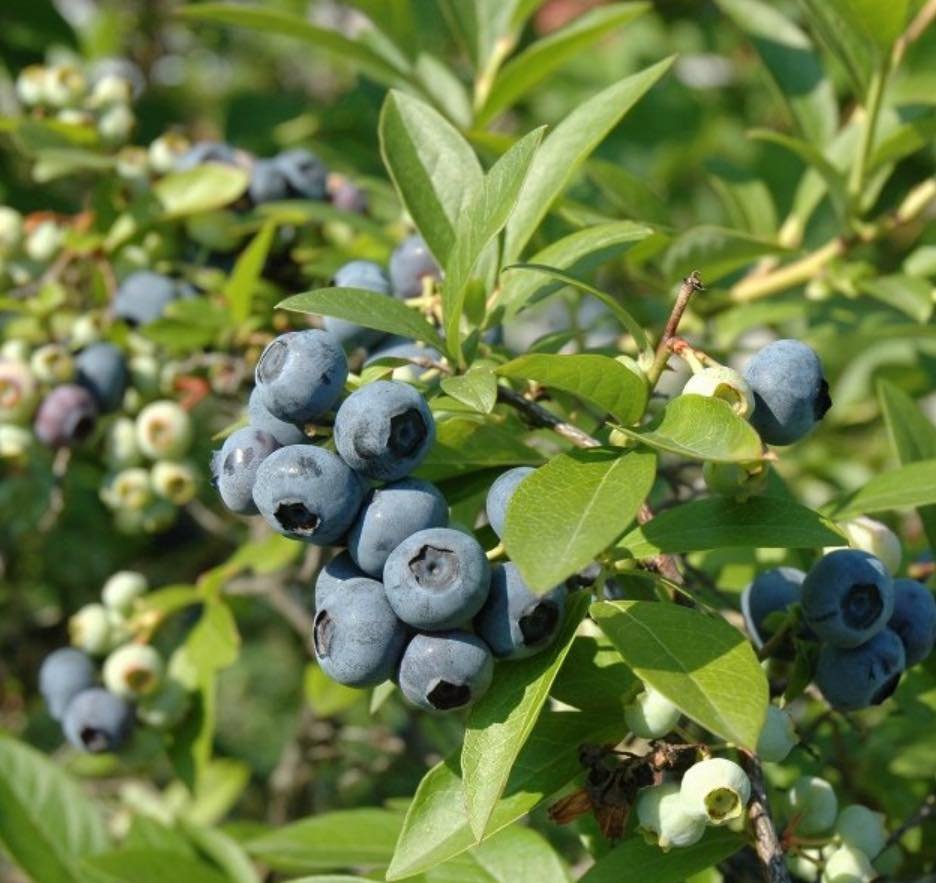 We have a terrific selection of small fruits for your edible landscape 🍇🫐🍓🍒
.
Blueberry, raspberry, gooseberry, currant, grapes, blackberry and more are in stock now!
.
Talk to our team of professionals about how to #growyourownfood