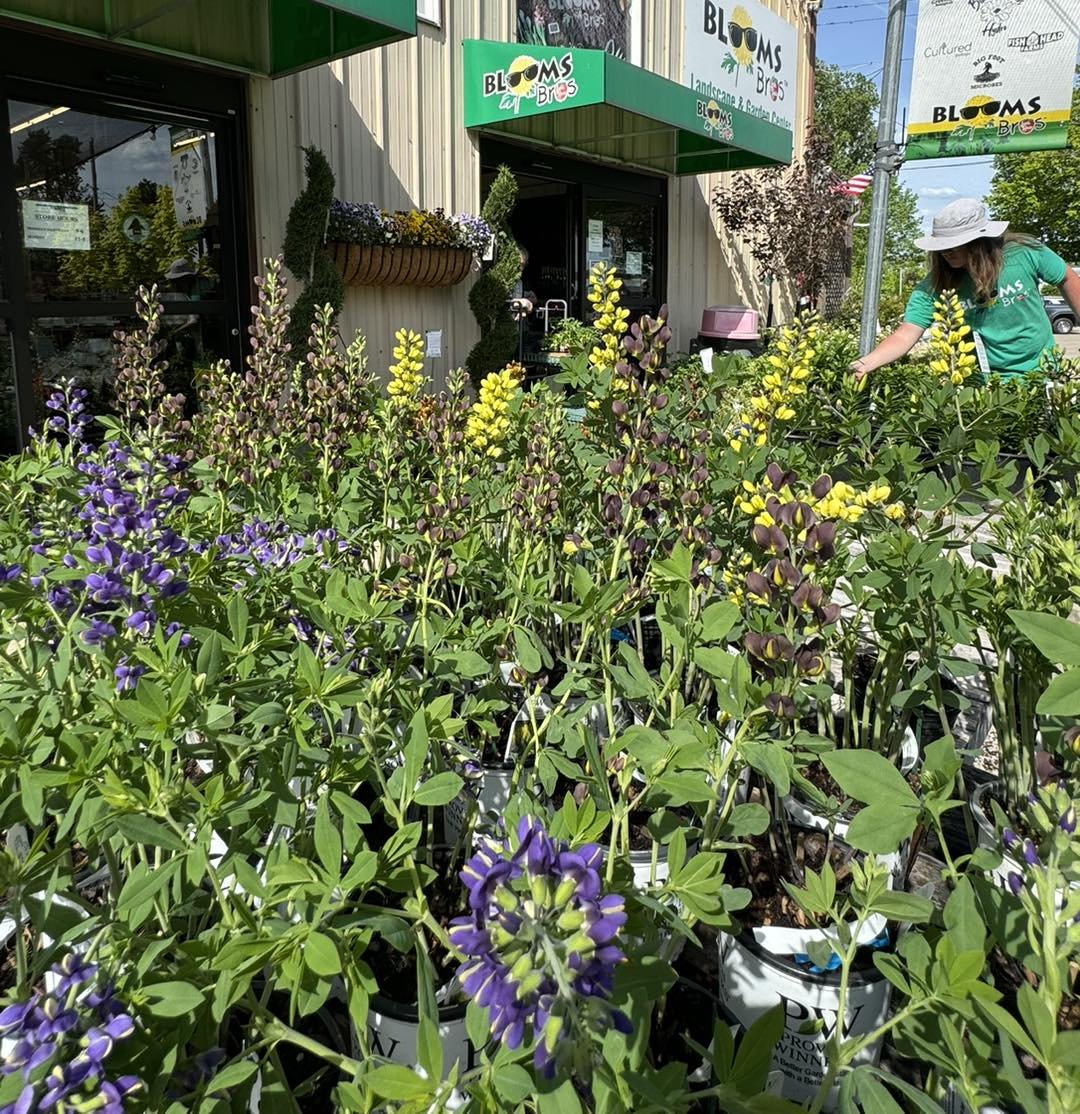 Baptisia is a beautiful native that is widely adaptable to just about any sunny spot. We have several varieties in stock now! ☀️