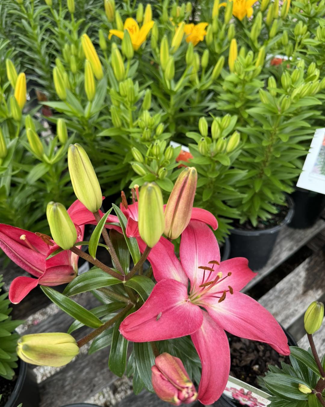 A sure sign summer is coming, beautiful lilies are blooming! We have 12 varieties of this hardy, easy to grow &ldquo;tiny&rdquo; variety in stock. 🩷❤️🧡💛