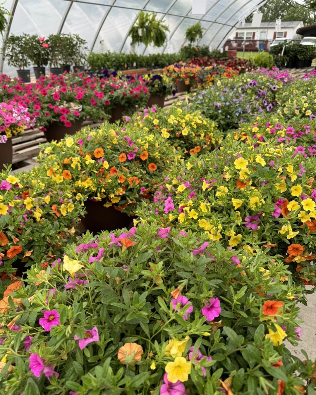 After a super busy Mother&rsquo;s Day weekend we are restocking it all!!
.
Fresh loads of bedding plants, patio pots, ferns, hanging baskets are arriving daily and our nursery is stocked!
.
Come see us 😎