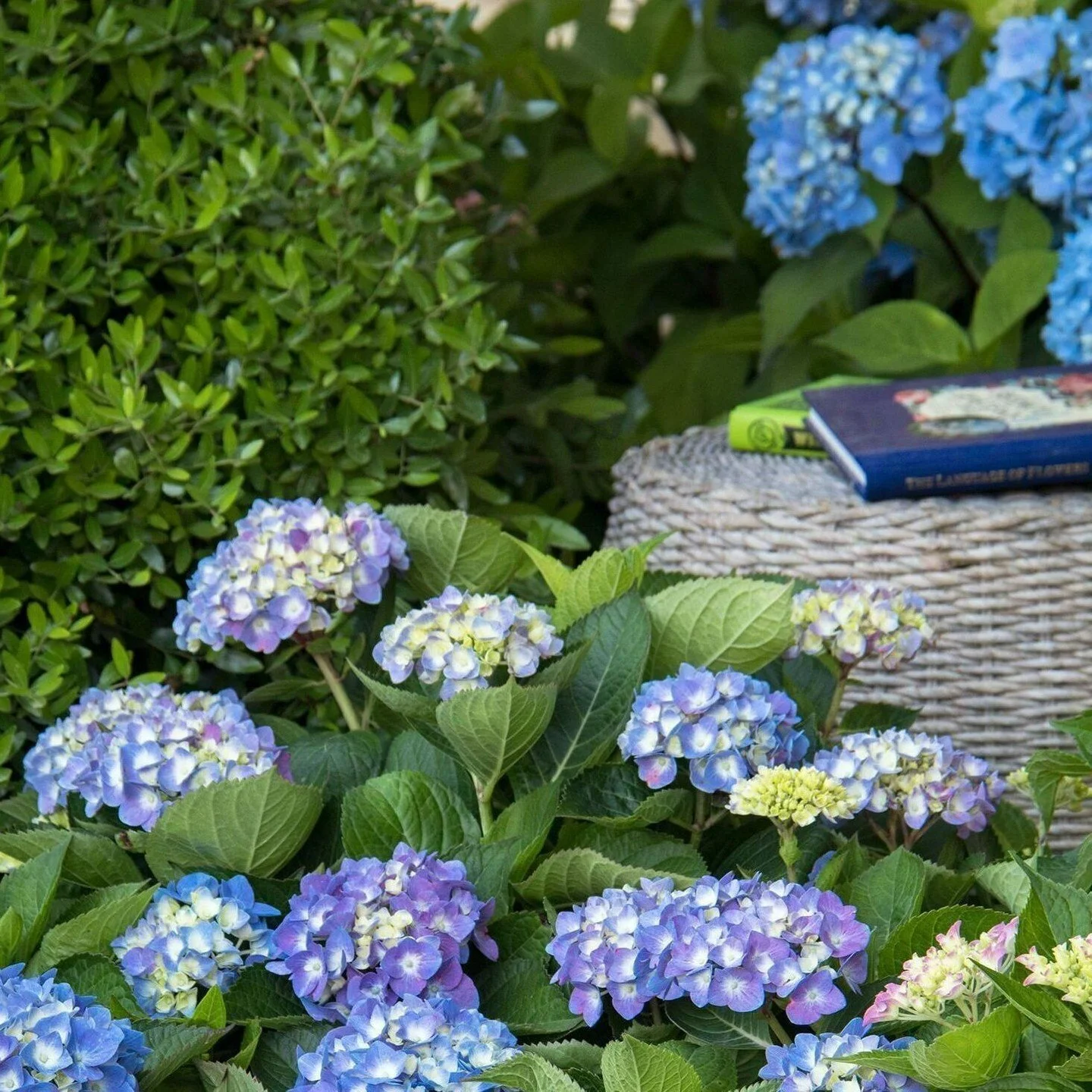 From lazy Sundays to Sunday best: the Sunday #Garden trend is a perfect blend of the two, with a refined sense of relaxation that comes from elegant yet easy-care plants. Seaside Serenade&reg; #Hydrangeas from @MonroviaPlants are the perfect poster c