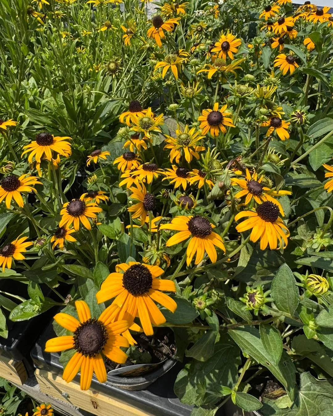 Black eyed Susans are bursting with color in our nursery! These will stand up to the late summer heat and bloom through fall for you! 
🌻🌻🌻