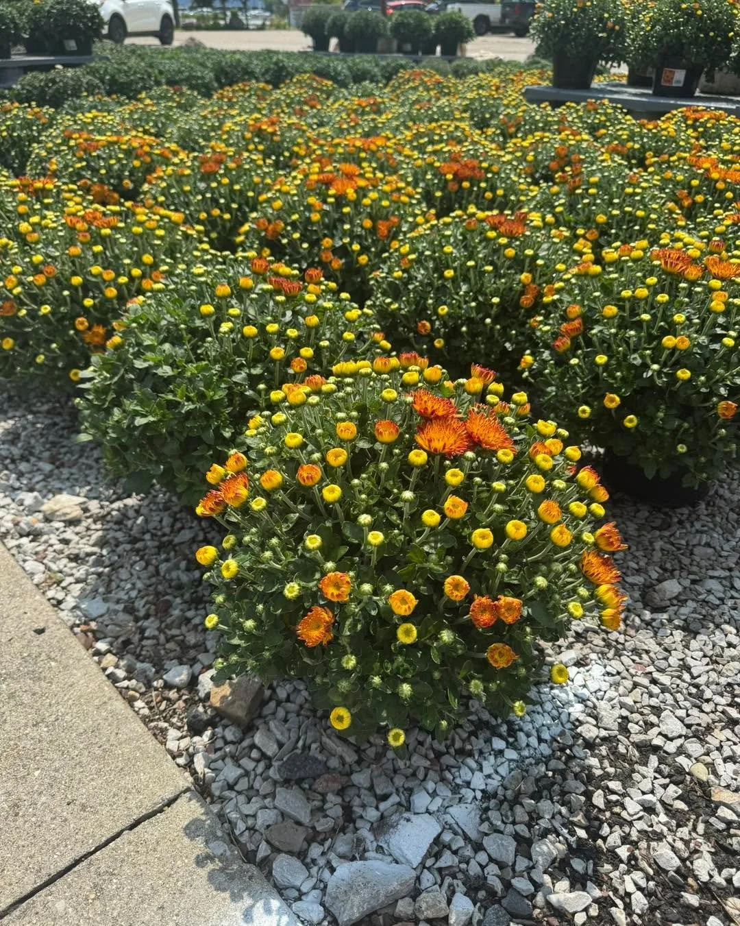 Are your pots and containers looking a little lackluster? We&rsquo;re stocked with everything you need to plan for fall! 🍁🌻🌿
.
Mums, grasses, asters and sunflowers as well as ornamental kale and cabbage are in!